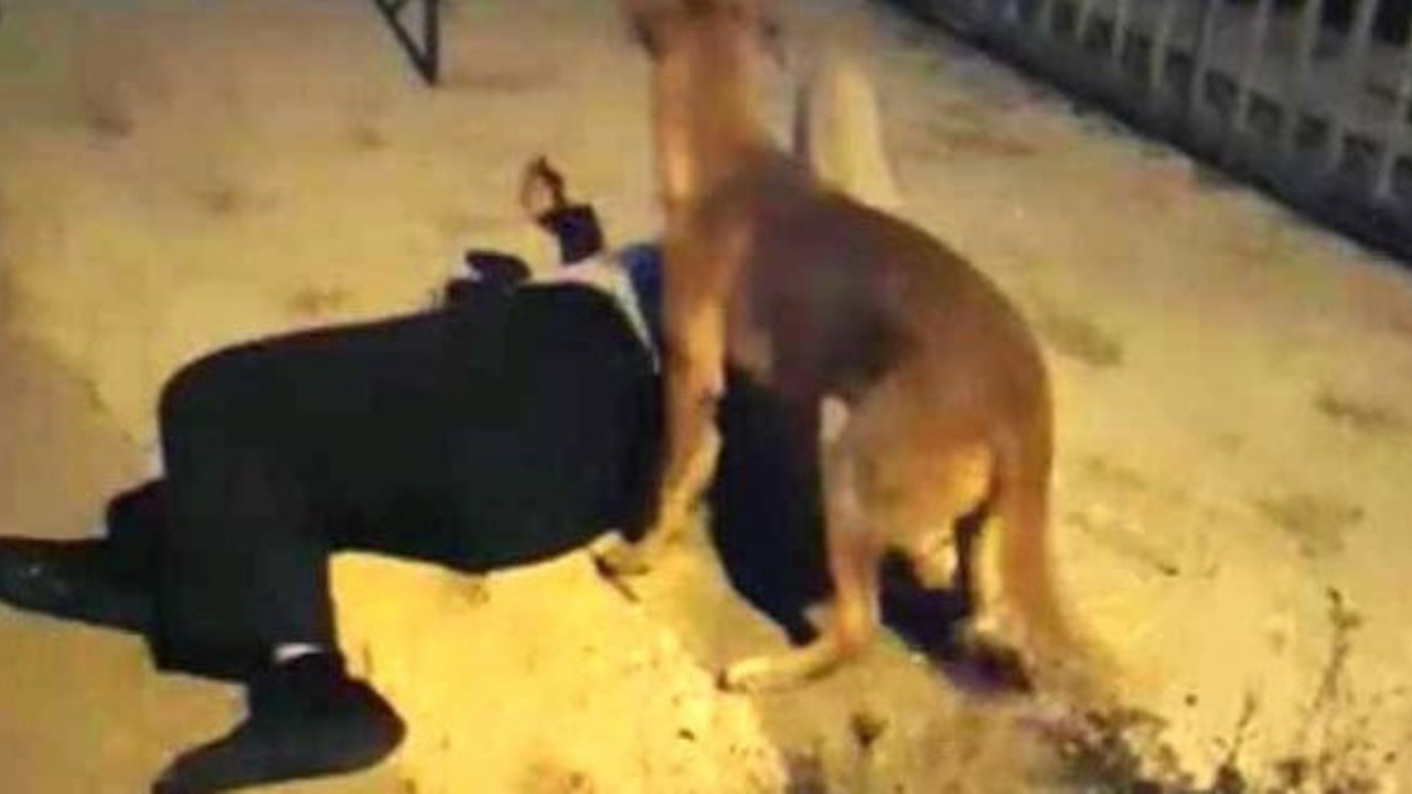 Kaybolan köpek sahibini görünce neler yaptı neler