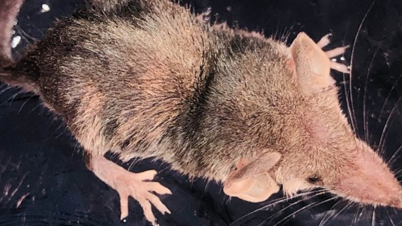 Sivri burun Şanlıurfa'da görüntülendi! 2 gram ağırlığında 5 santim boyunda