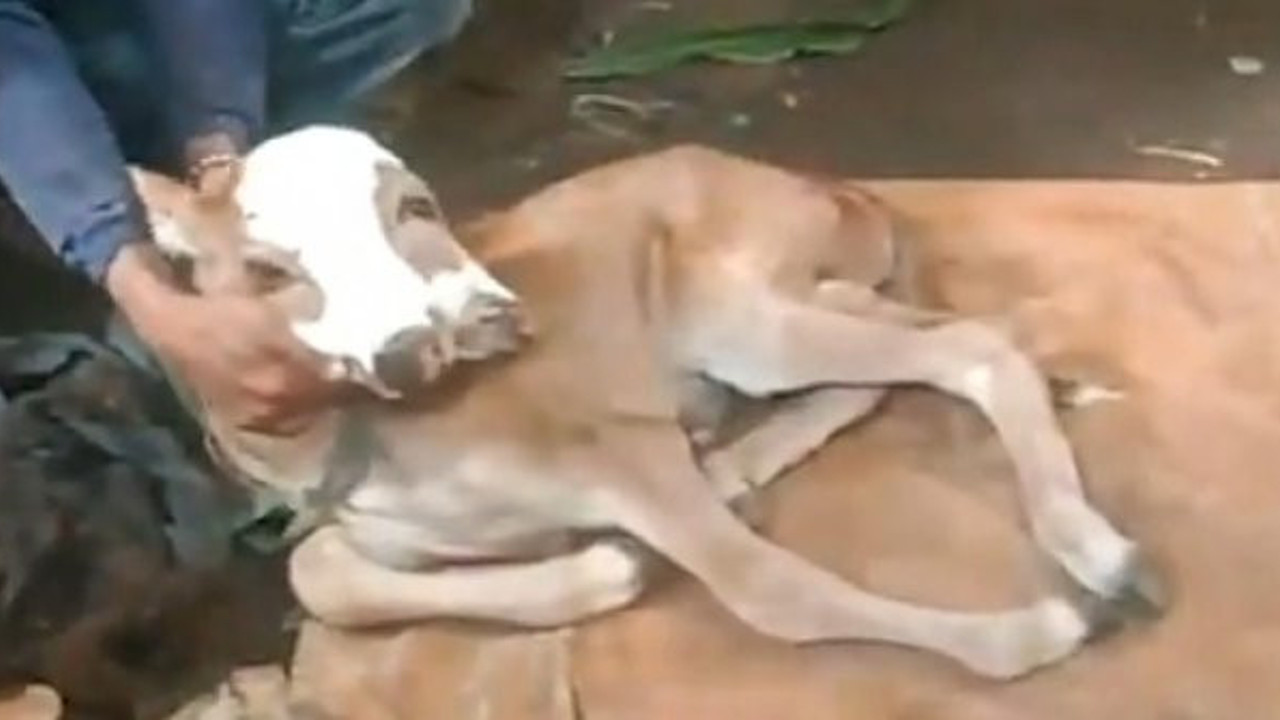 Görenler dönüp dönüp bakıyor! 2 baş, 2 ağız ve 4 gözlü olarak doğdu