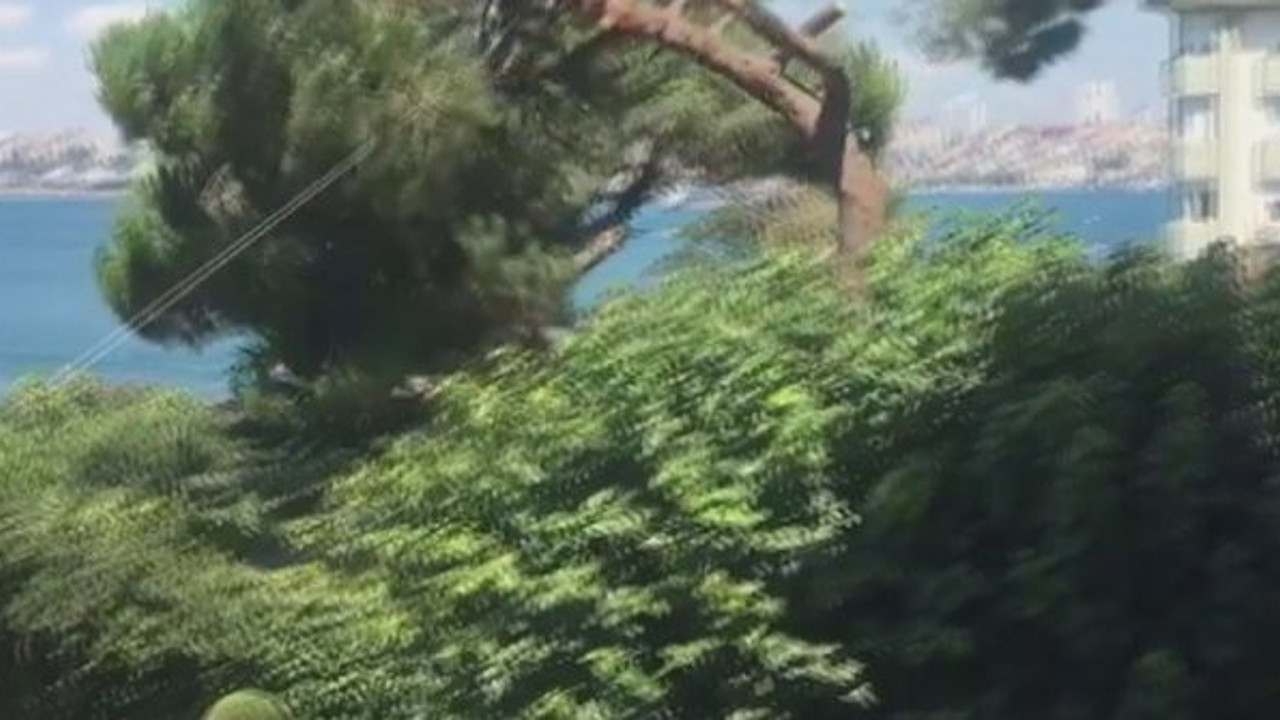 Belediye ekipleri siteye akın etti! Tarihi ağacı manzara için katlettiler