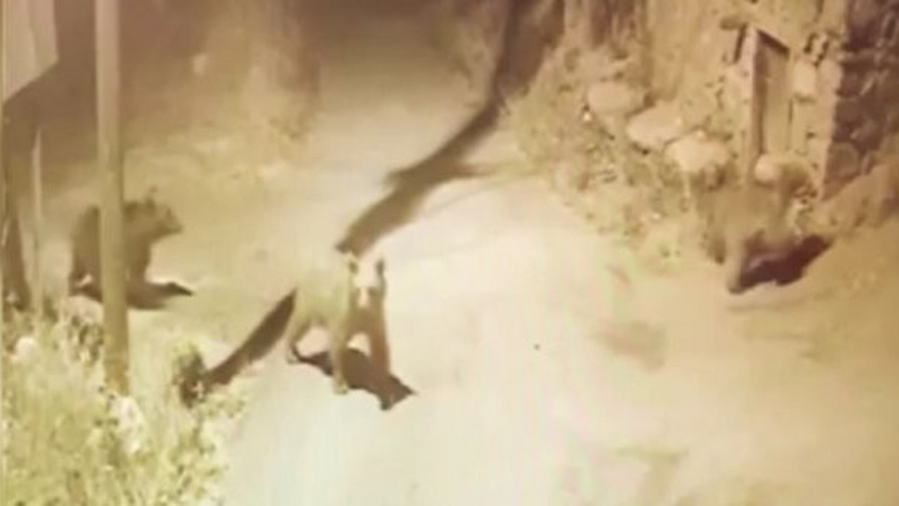 Sivas'ta ayı paniği! Böyle dolaştılar