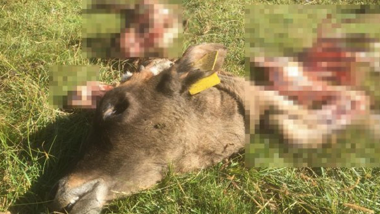 Köylüler gördüklerine inanamadı! Kayıp dananın hazin sonu