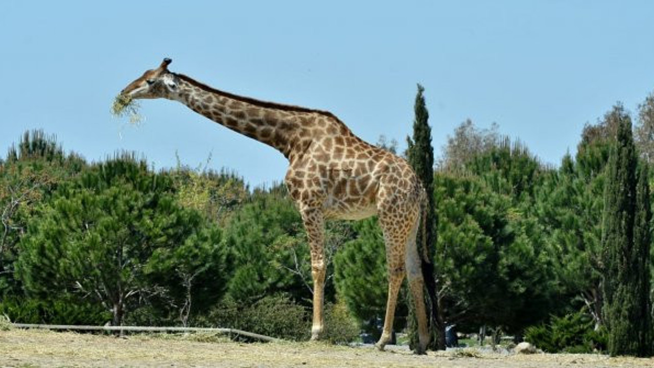 İzmir Doğal Yaşam Parkı'nın simge ismi Zarife hayatını kaybetti
