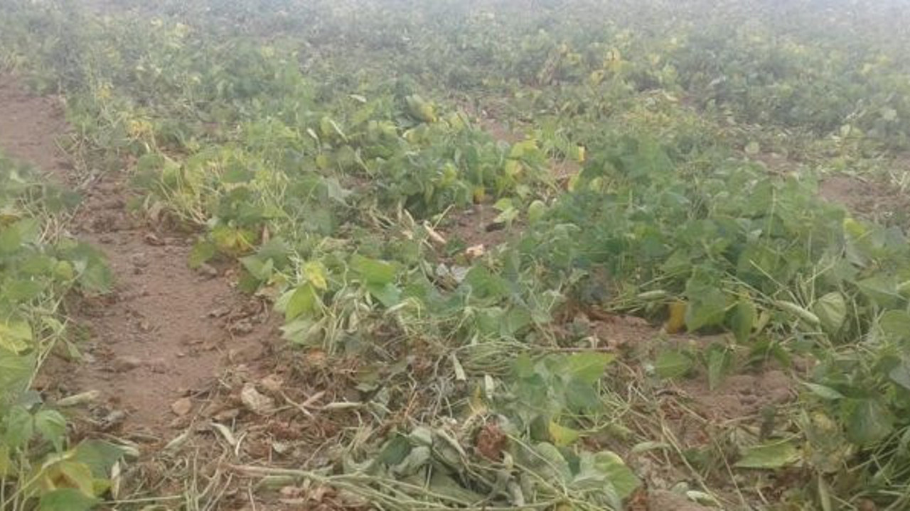 Tokat'ta bu nasıl vicdan dedirten olay