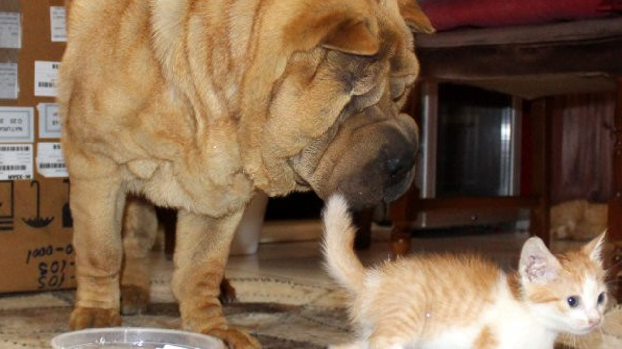 Kedi yavrularına 'Çayteej' annelik yapıyor