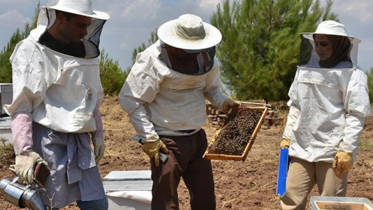 Adıyaman'ın 'yerli bal arıları' çoğaltılacak
