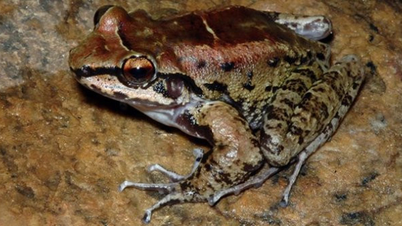 Sadakat ve tek eşililikleriyle ünlülerdi bilim dünyası şokta bu kurbağanın haremi var