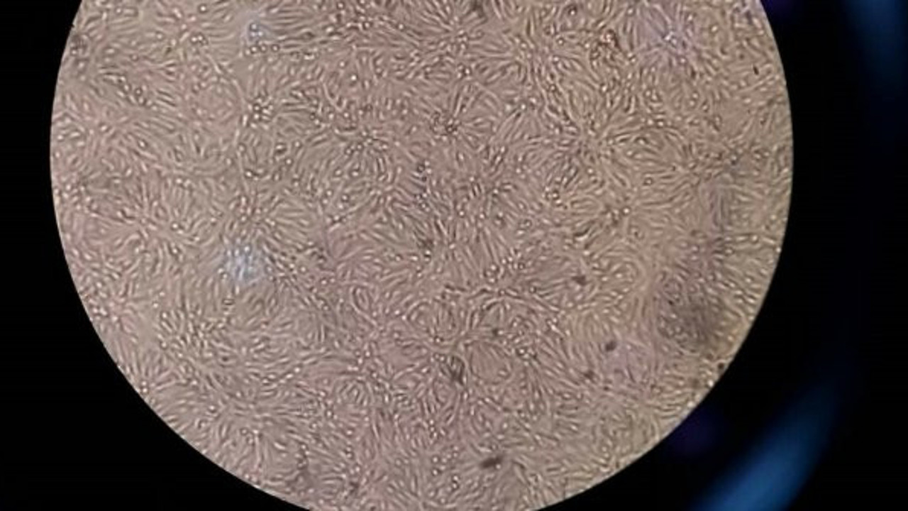 Adıyamanlı Türk bilim adamları başardı: 45 günde korona virüsü tersine döndürüyor