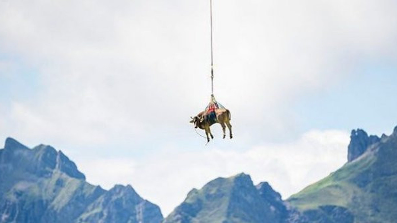 Yaralı ineği için helikopter kaldırdı! Yaşasın iyi insanlar, Kahrolsun kötü insanlar