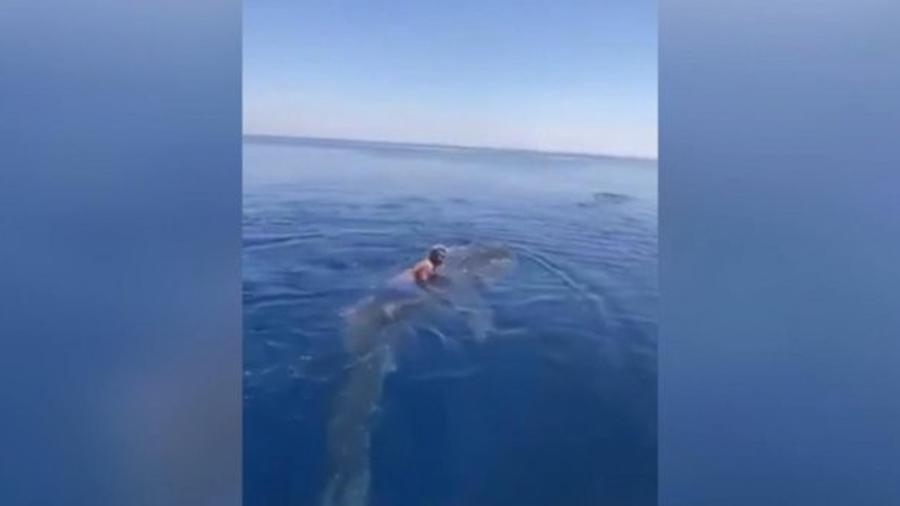 Balina köpek balığının sırtında sörf yaptı!