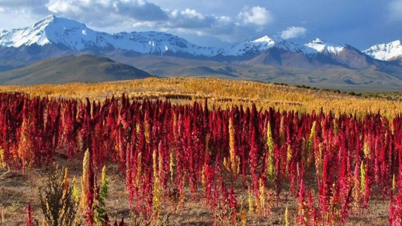 Zayıflamak isteyenler için... Bu besinler kilo vermeyi kolaylaştırıyor