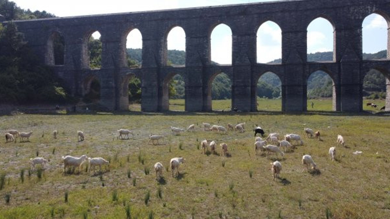 Kuruyan barajda artık hayvanlar otluyor, Karadeniz sular altında İstanbul’da bir damla bile yok