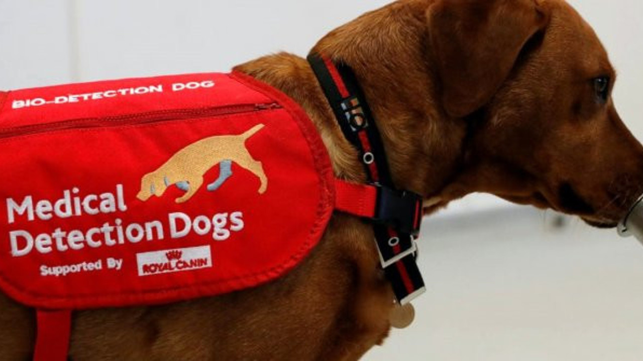 Korona virüsü saniyeler içinde yüzde 94 oranında doğru tespit ediyorlar: Artık hazırlar