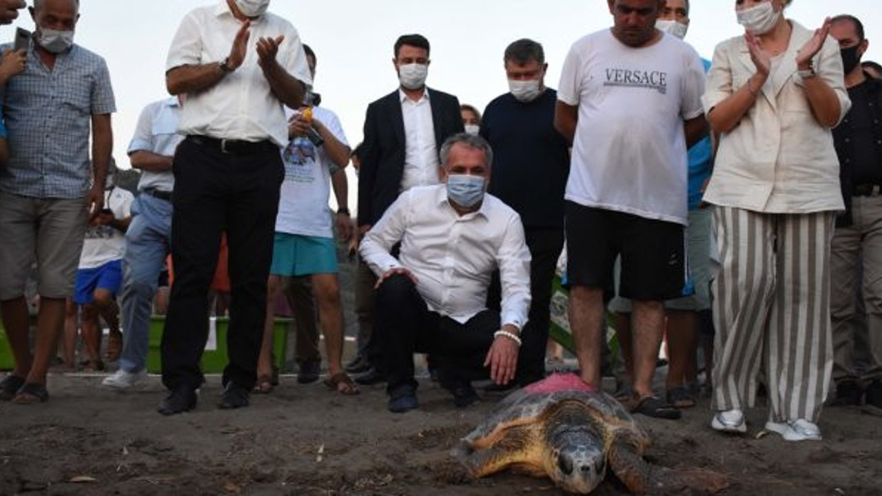 Muğla'da 4 caretta caretta tedavi edildi! 25 yavru denizle buluştu