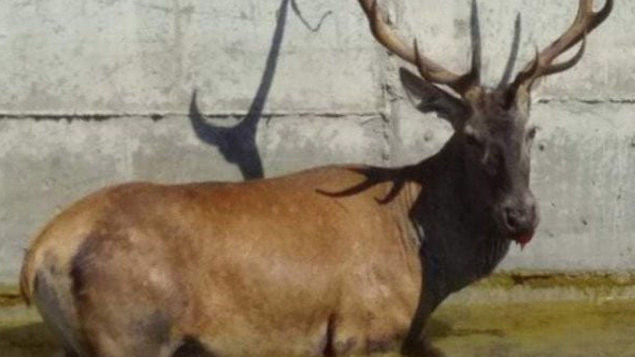 Susayan Ren geyiği havuza düştü!