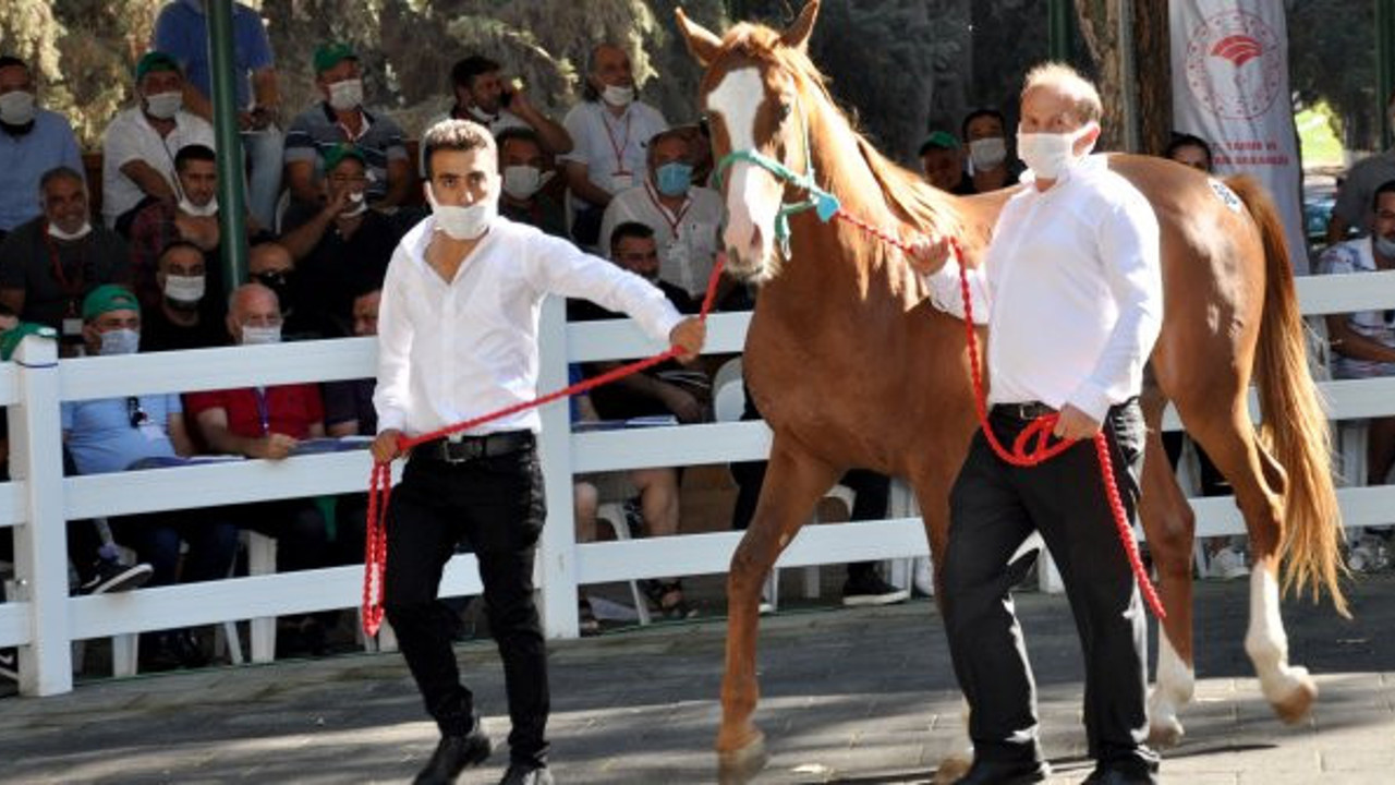 Açık artırmada ev fiyatına tay