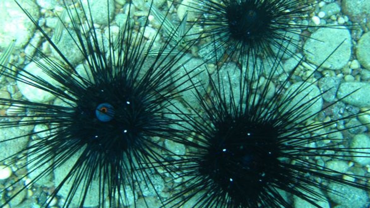 Denize parmağınızı bile sokarken düşünün! Türk plajlarında ilk kez görüldüler