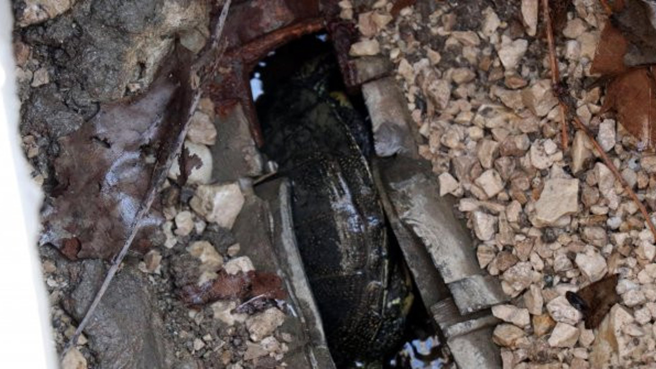 Kaplumbağanın yaşam savaşı! Yürekler ağza geldi