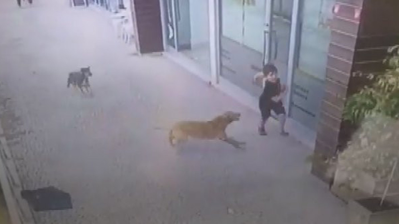 Sokak köpekleri küçük çocuğu böyle parçalayacaktı