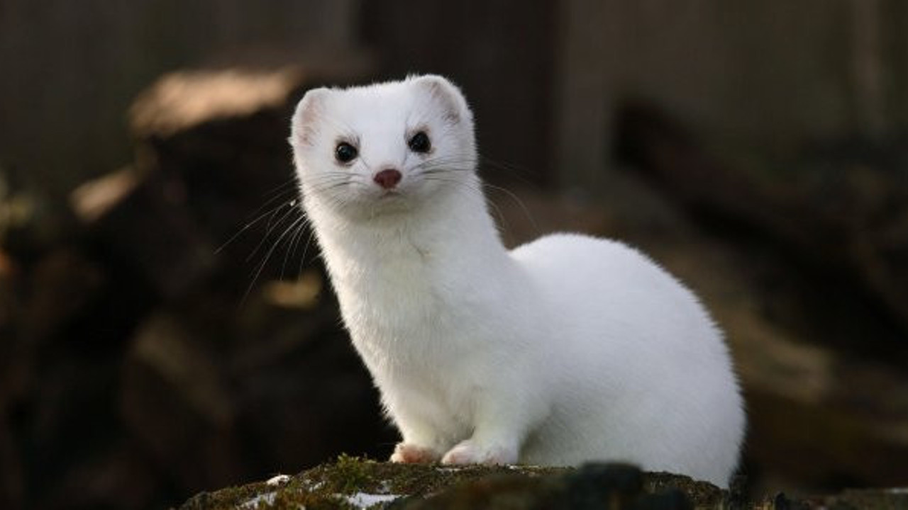 Gelişmiş Avrupa'ya bak 1,5 milyon vizonu öldürdüler: Türkiye'de olsa ayağa kalkarlardı