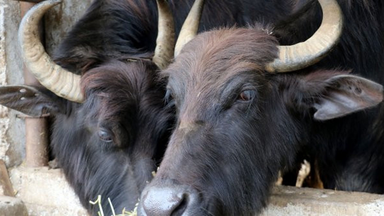 Karadeniz mandasından İtalyan peyniri