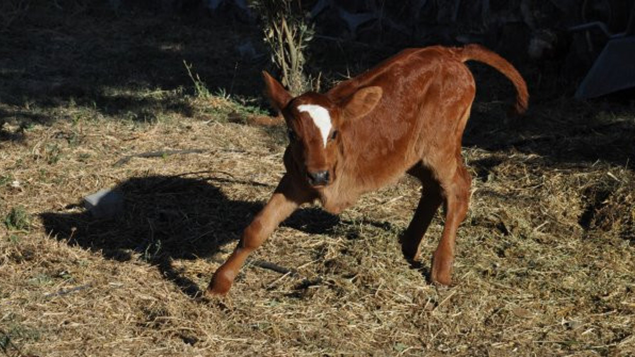 3 bacaklı buzağı 4 bacaklı olacak! Operasyon İzmir'de