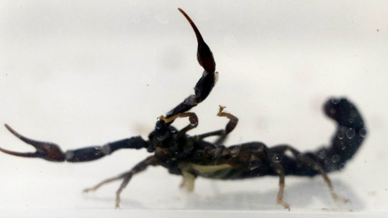 Akreplerin efendisi konuştu! Zehir koronaya şifa olur iddiası