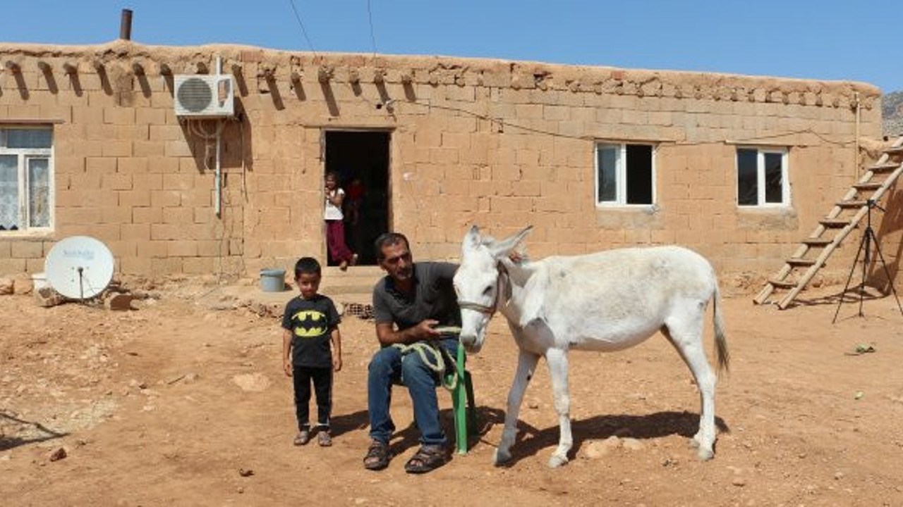 Taksiti ödeyemezse eşeğinden olacak! Onun için son model lüks araçtan farksız