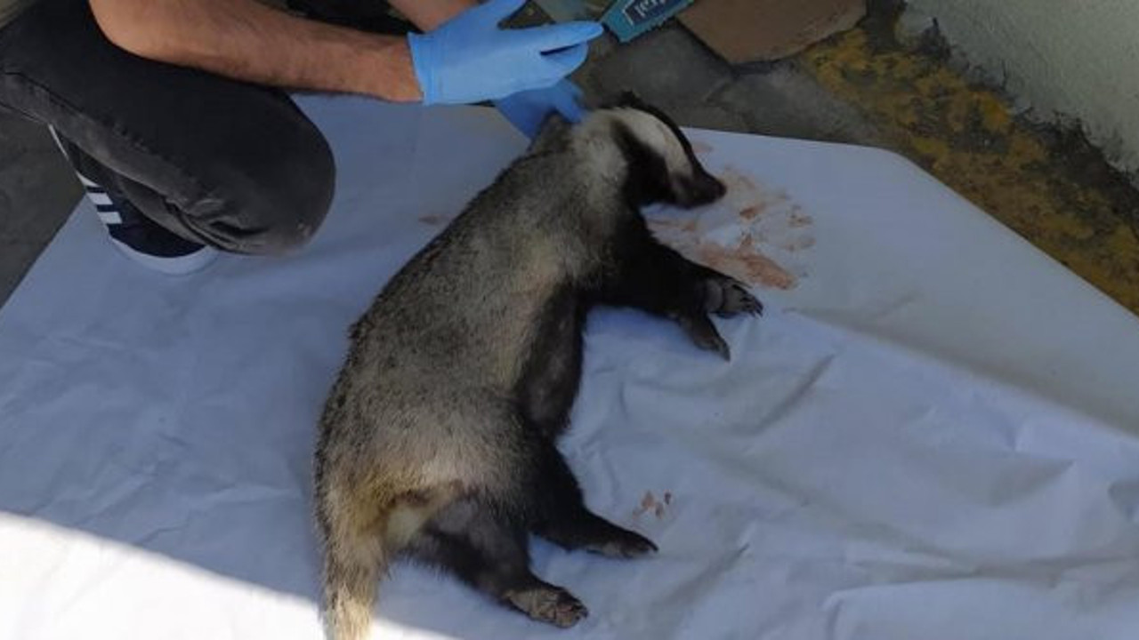 Yaralı porsuk kan içinde bulundu