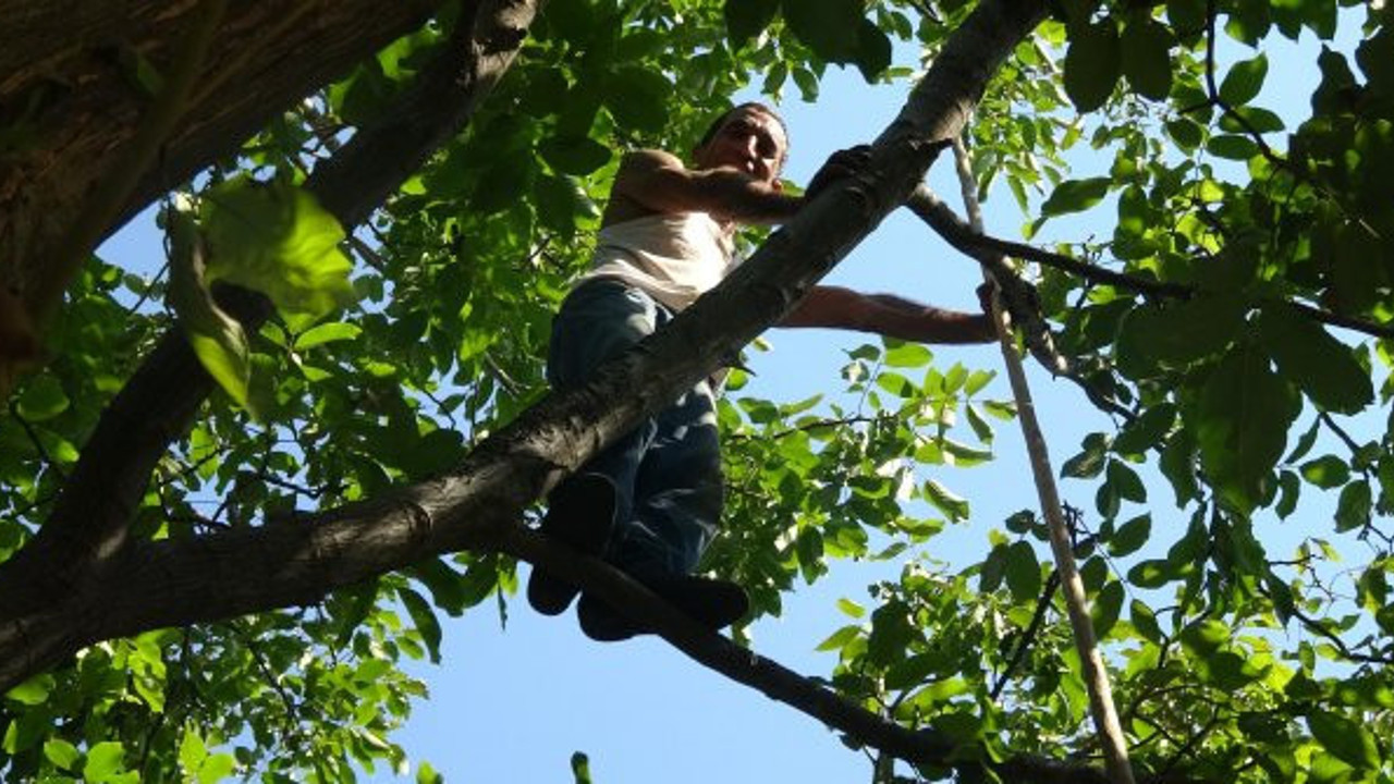Tarzan Hamdi ağaca tırmanıp günde 300 TL kazanıyor