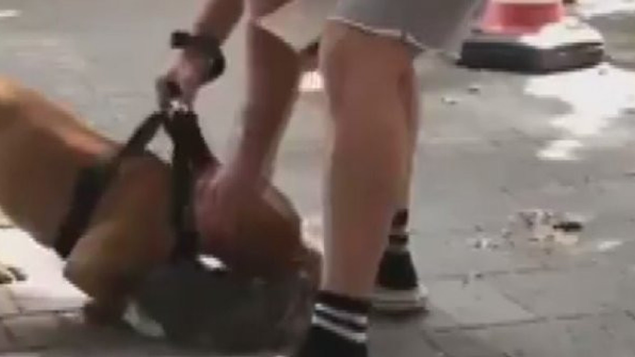 Beşiktaş'ta pitbull dehşeti! Kedinin boğazına aniden dişlerini geçirdi