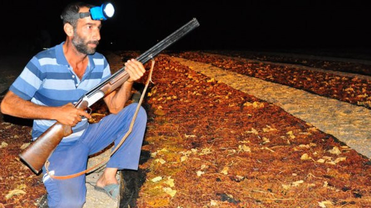 Dünyaca ünlü üzüme tüfekli nöbet