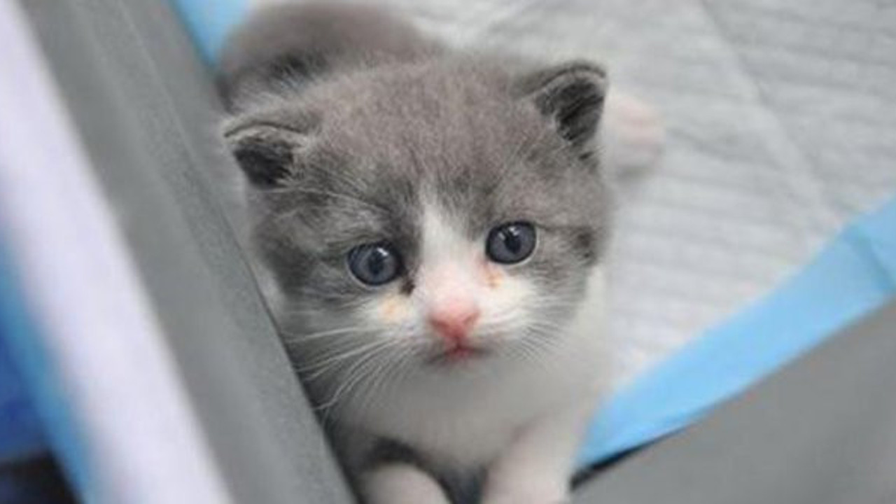 Beşiktaş Belediyesi’nden, hayvanseverleri sevindiren adım