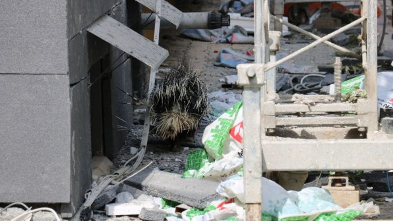 Oklu kirpi şehri ayağa kaldırdı