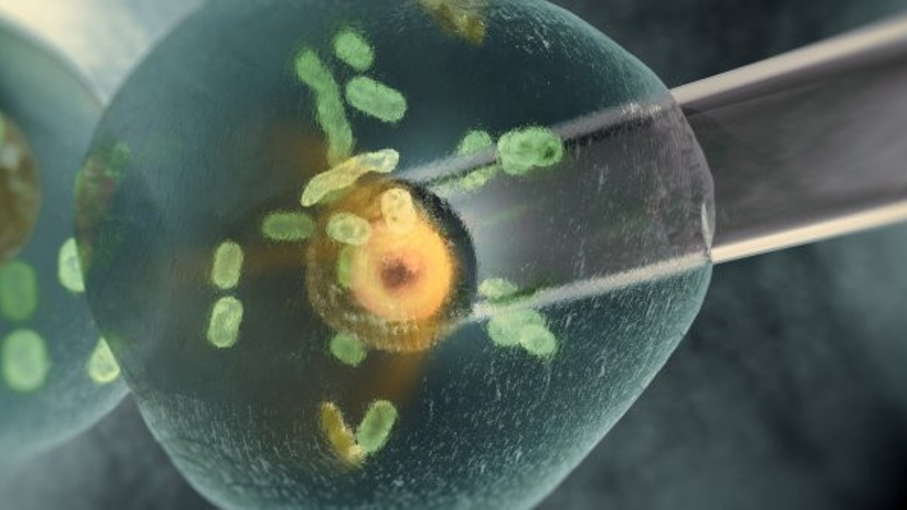 Çalışma ekibi resmen duyurdu: Klonlama işlemi başarı ile tamamlandı