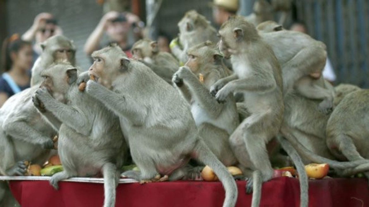 Evlere baskın yapan 200 maymuna büyük ceza