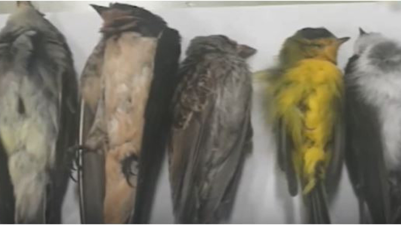 Amerikalı profesör duyurdu: Eğer bu iddialar doğruysa çok ama çok vahim: Milyonlarcası ölmüş olabilir