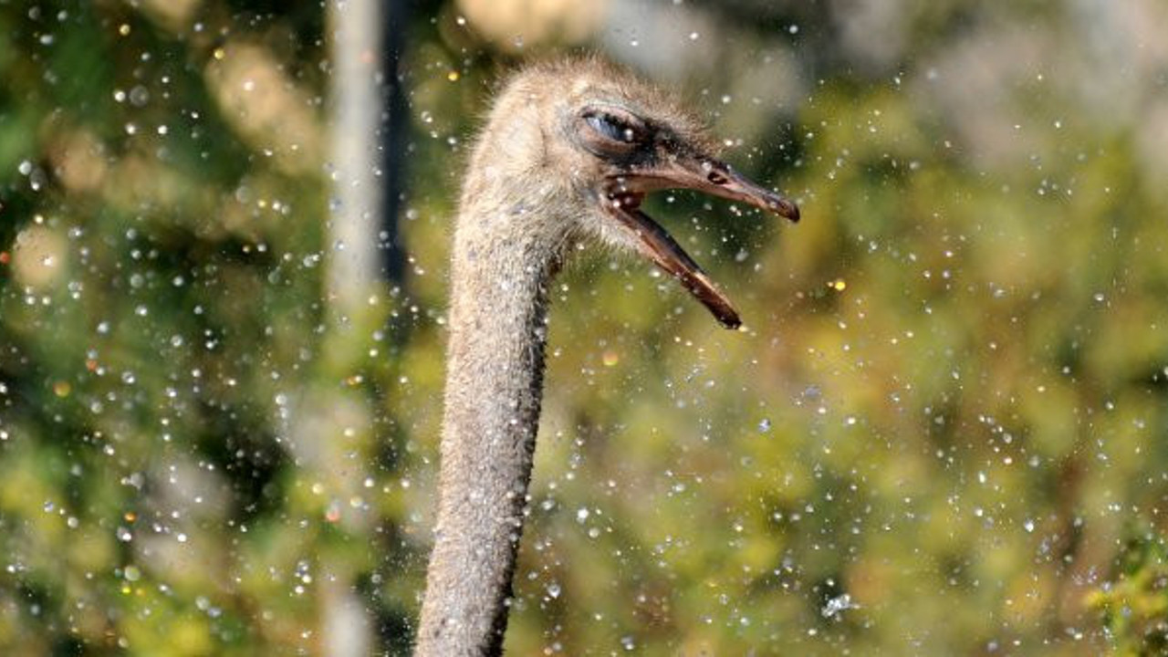 Sıcaktan kavrulan deve kuşlarının su keyfi