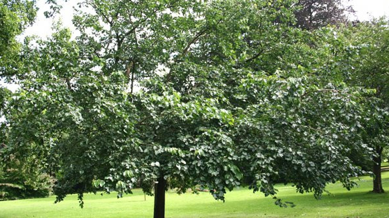 Budadığı ağaç canını aldı