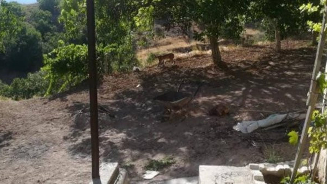 Vaşak ilk defa o ilde görüldü