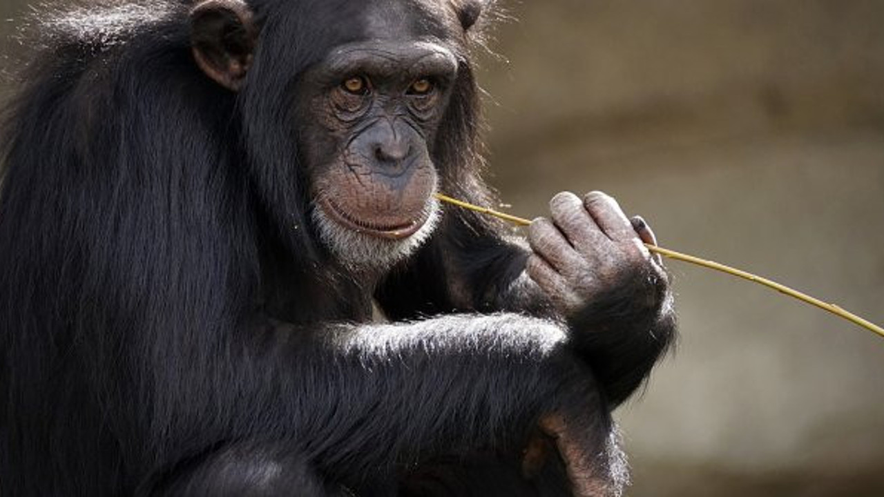 İsviçre'de maymunlar için referandum