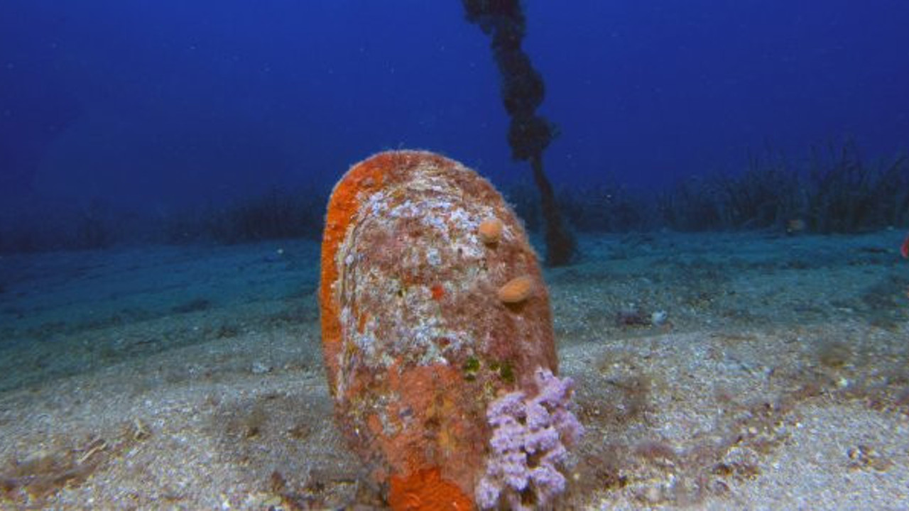 Sindirim sistemine anında saldırıyor! Bir virüs daha! Kıyılarımıza kadar geldi! Pinalara savaş açtı