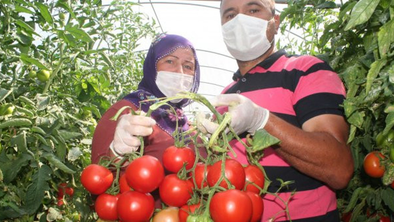 Tarlada 40 kuruş, markette 4 lira! Çiftçinin domates tepkisi
