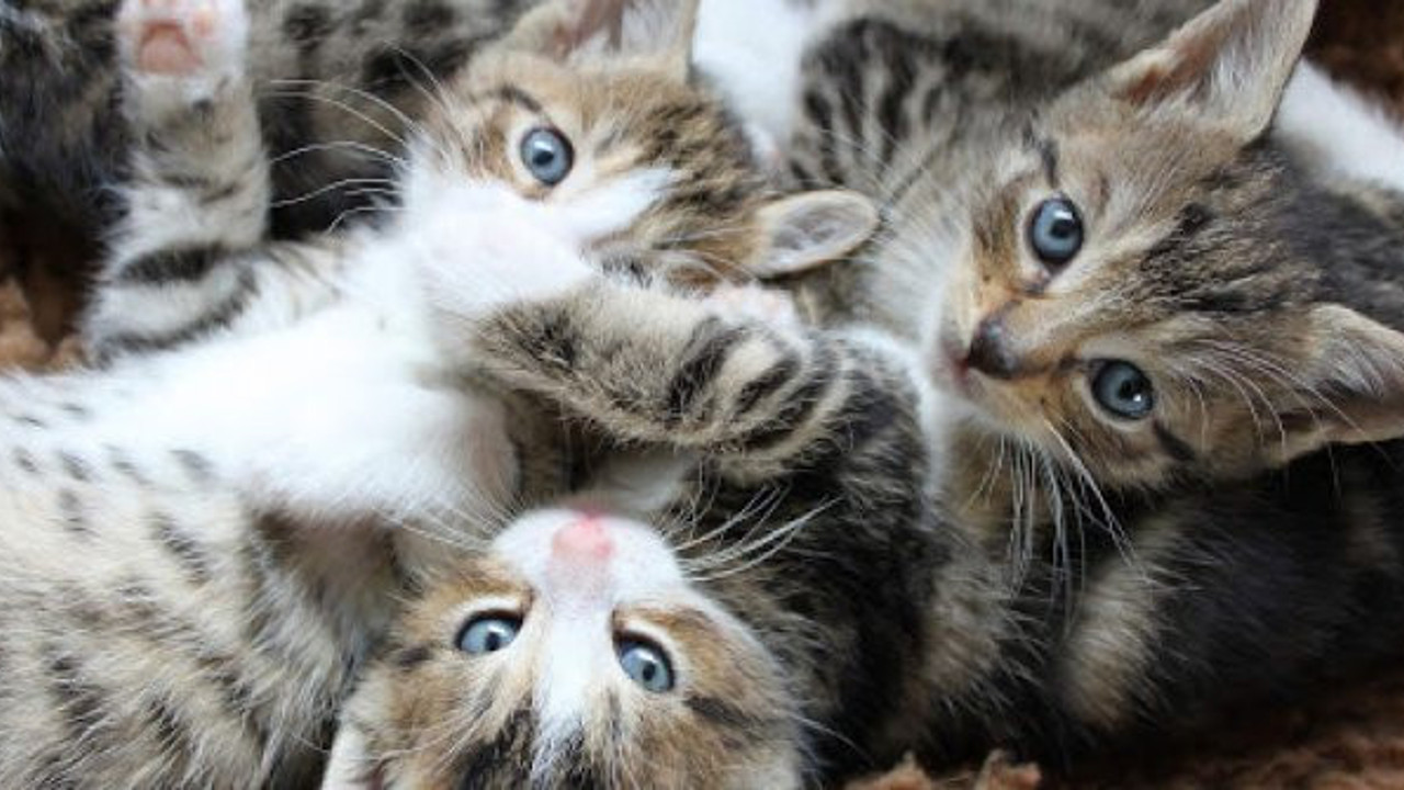 Bu kadar kediyi bir eve nasıl sığdırdın. Saymakla bitiremediler