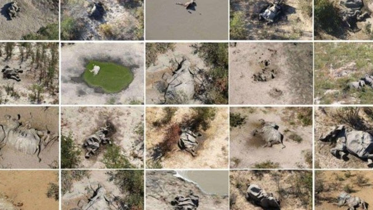 Dehşete düşüren görüntüler dünyayı ayaklandırdı