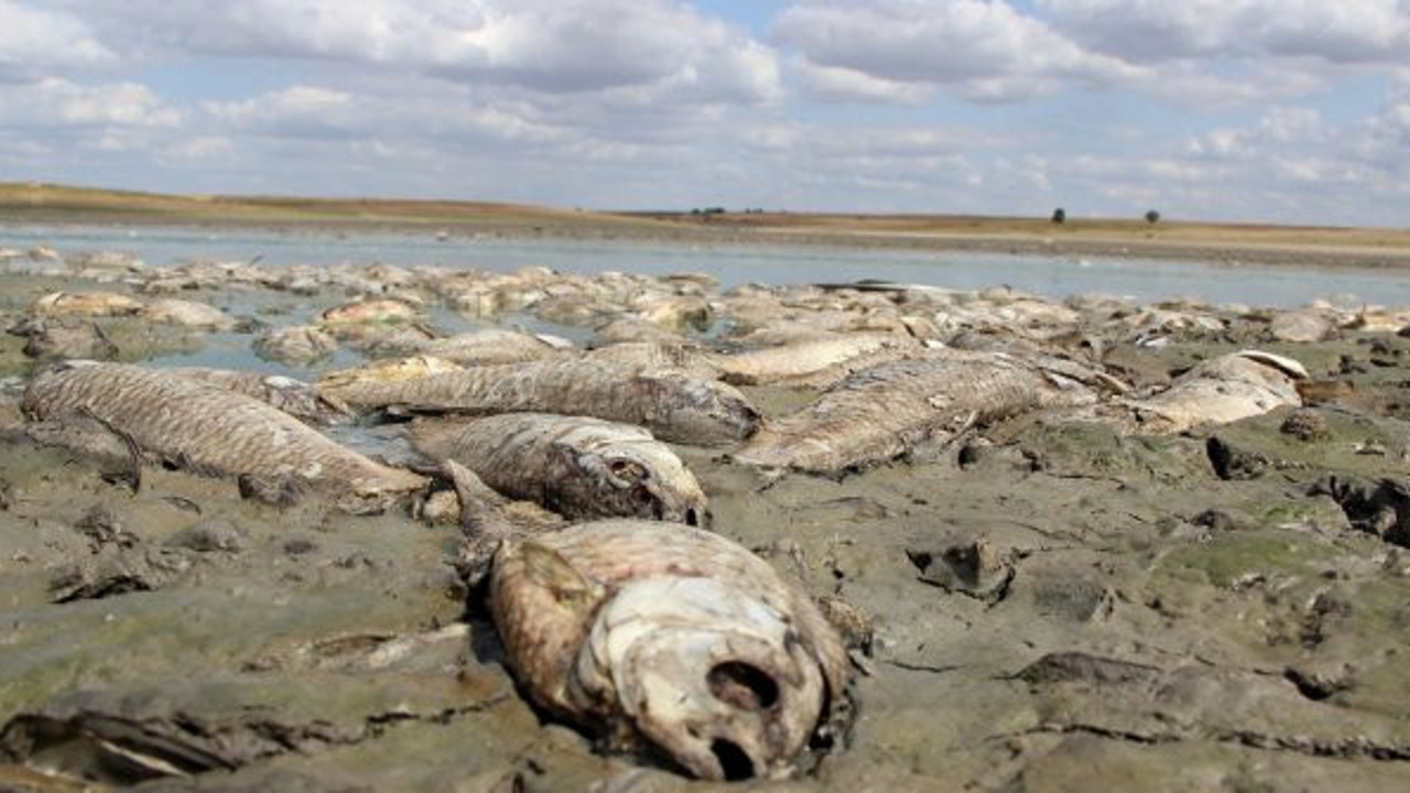 Edirne'de balıkların susuzluktan gözü çıktı: Muhtar bir sonraki aşamayı açıkladı