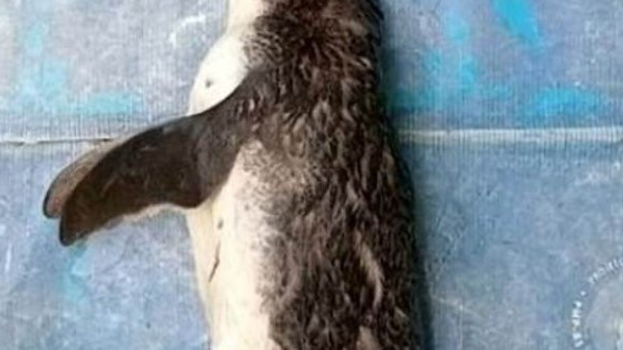 “İnsanlar korona virüsten daha tehlikeli” dedirten olay: Ölen penguenin midesinden maske çıktı