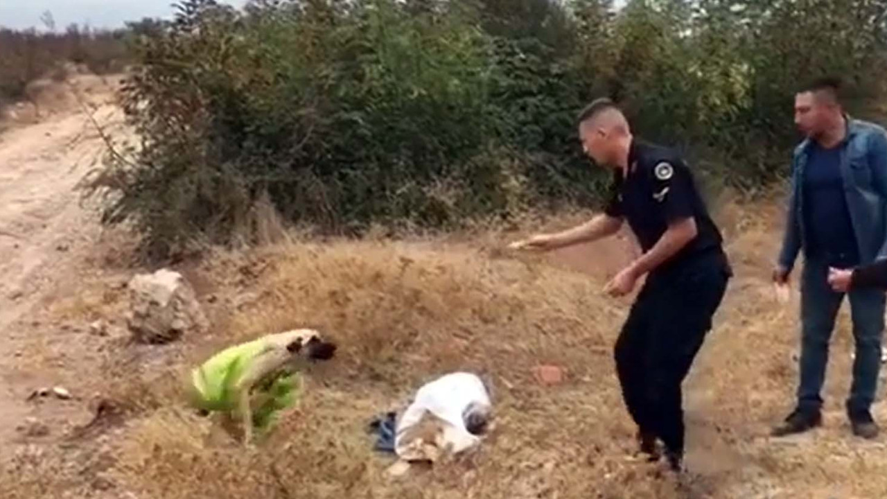 İnsanlık sınıfta kaldı! Ormandaki korkunç manzara yürekleri parçaladı