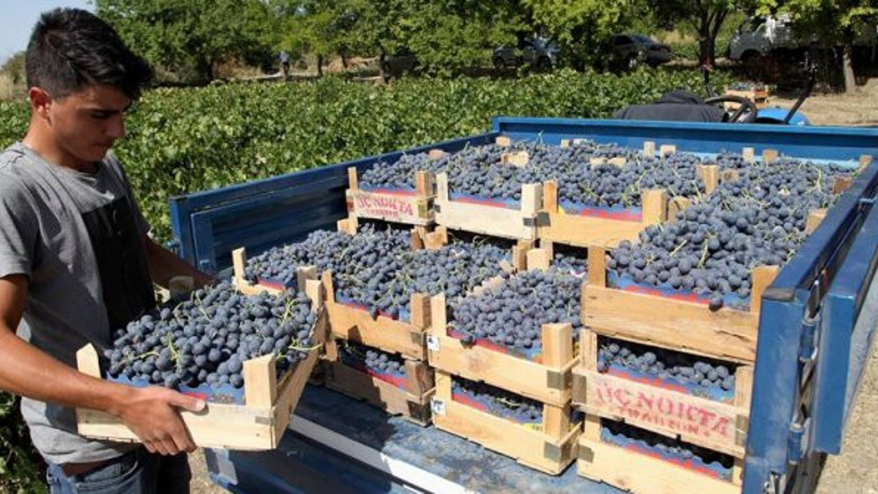 Erzincan bağlarında 'Cimin üzümü' hasadı