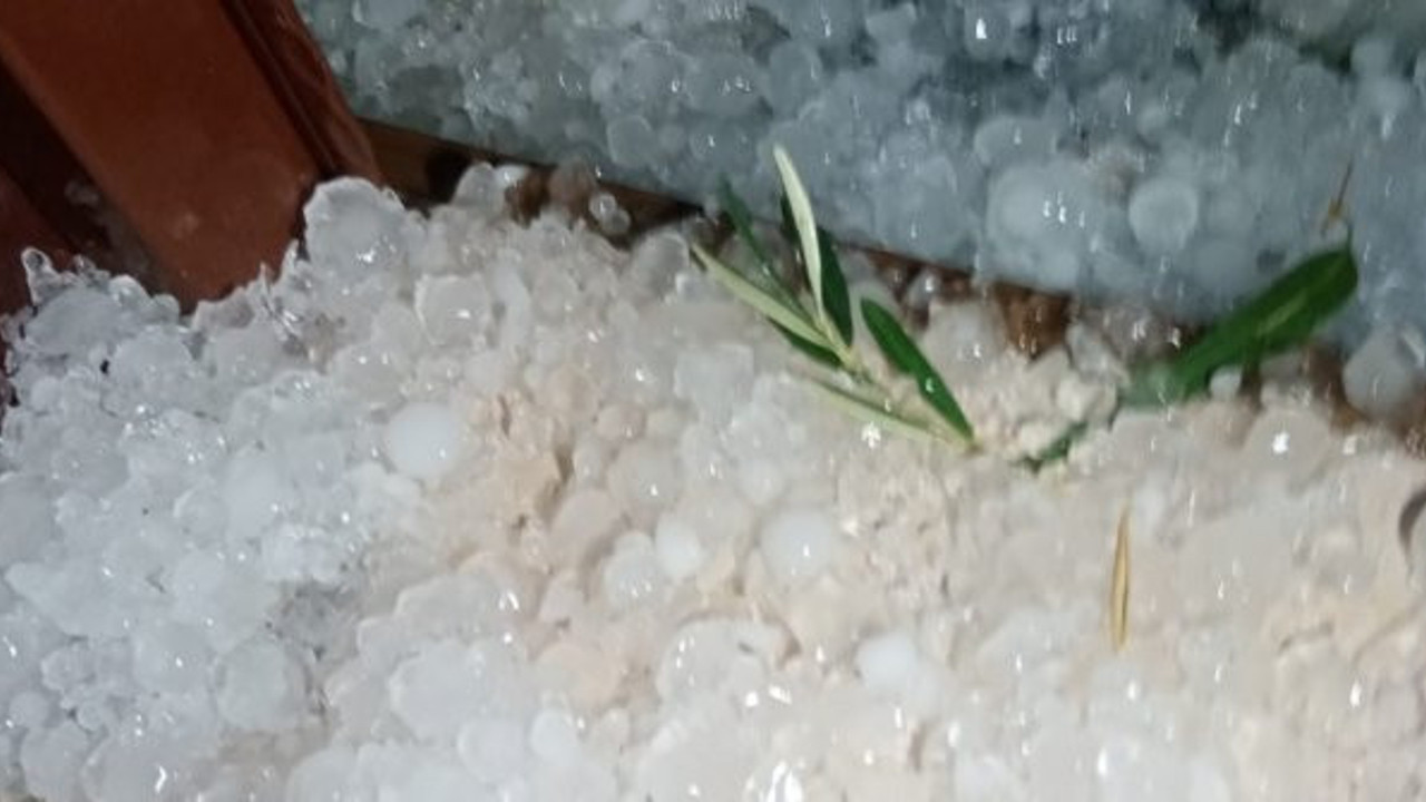 Ayvalık'ta fırtınadan ağaçlar devrildi! Sağanak, dolu vurdu